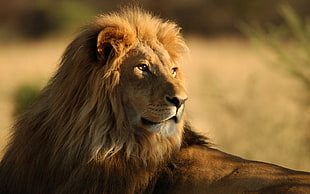 shallow focus photo of lion